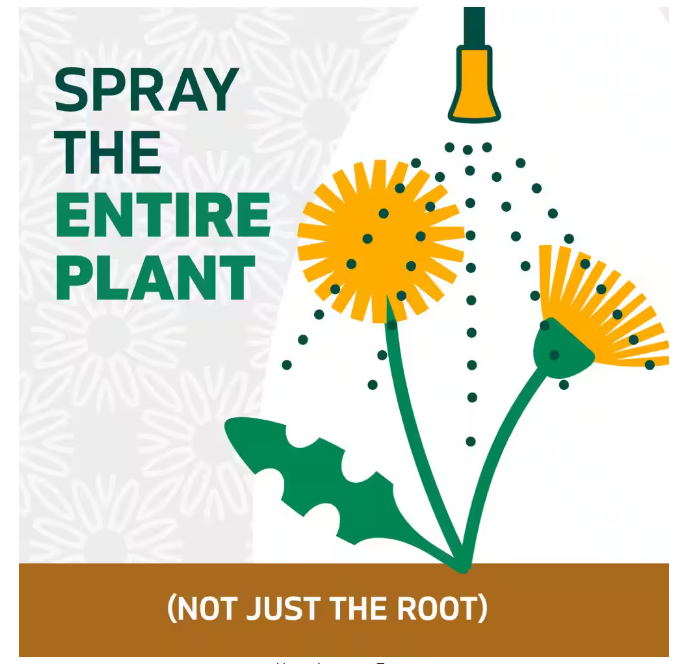 Spruce Snap and Spray Weed and Grass Killer Refill 64 oz.